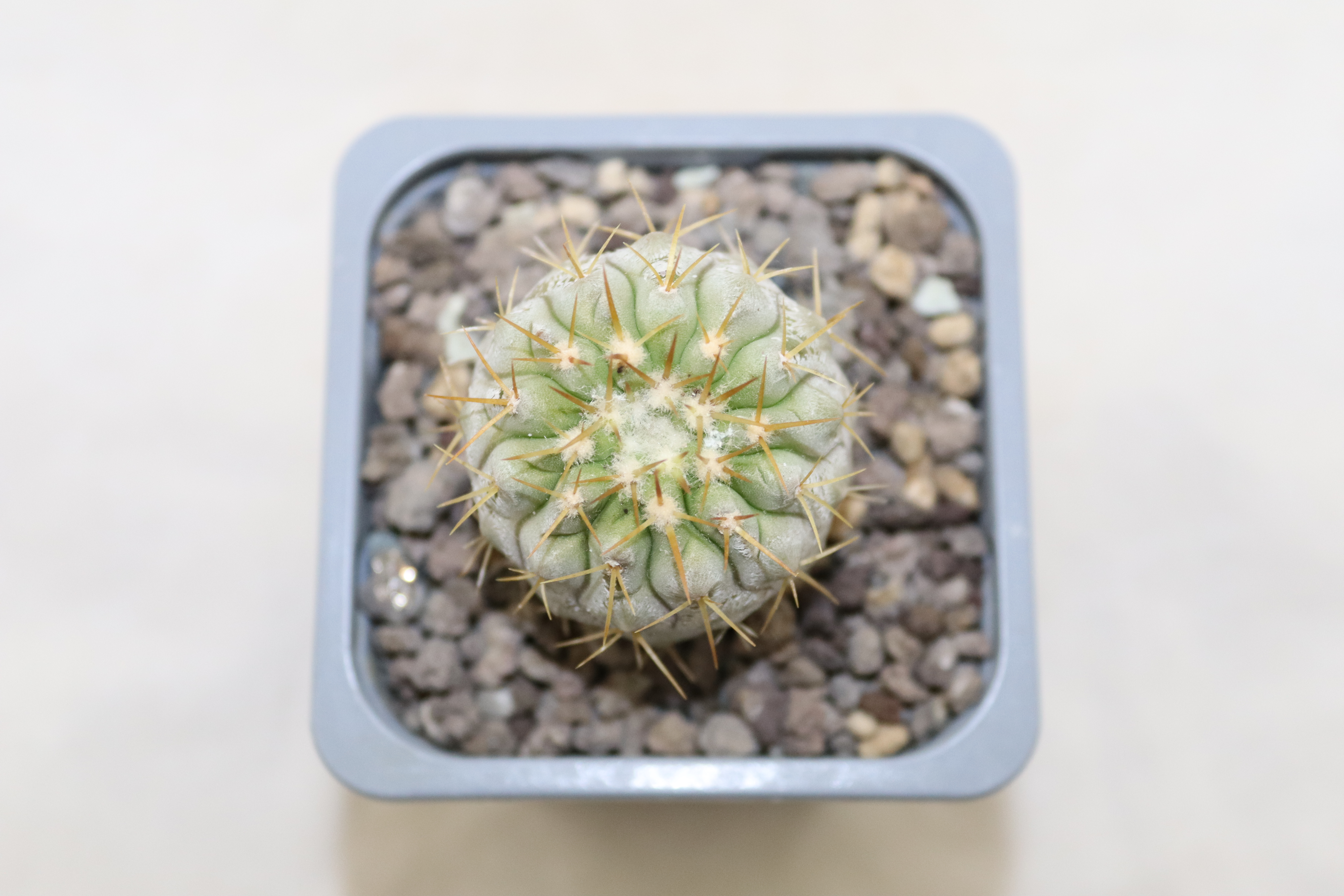 Copiapoa columna alba Pan de Azucar (3)