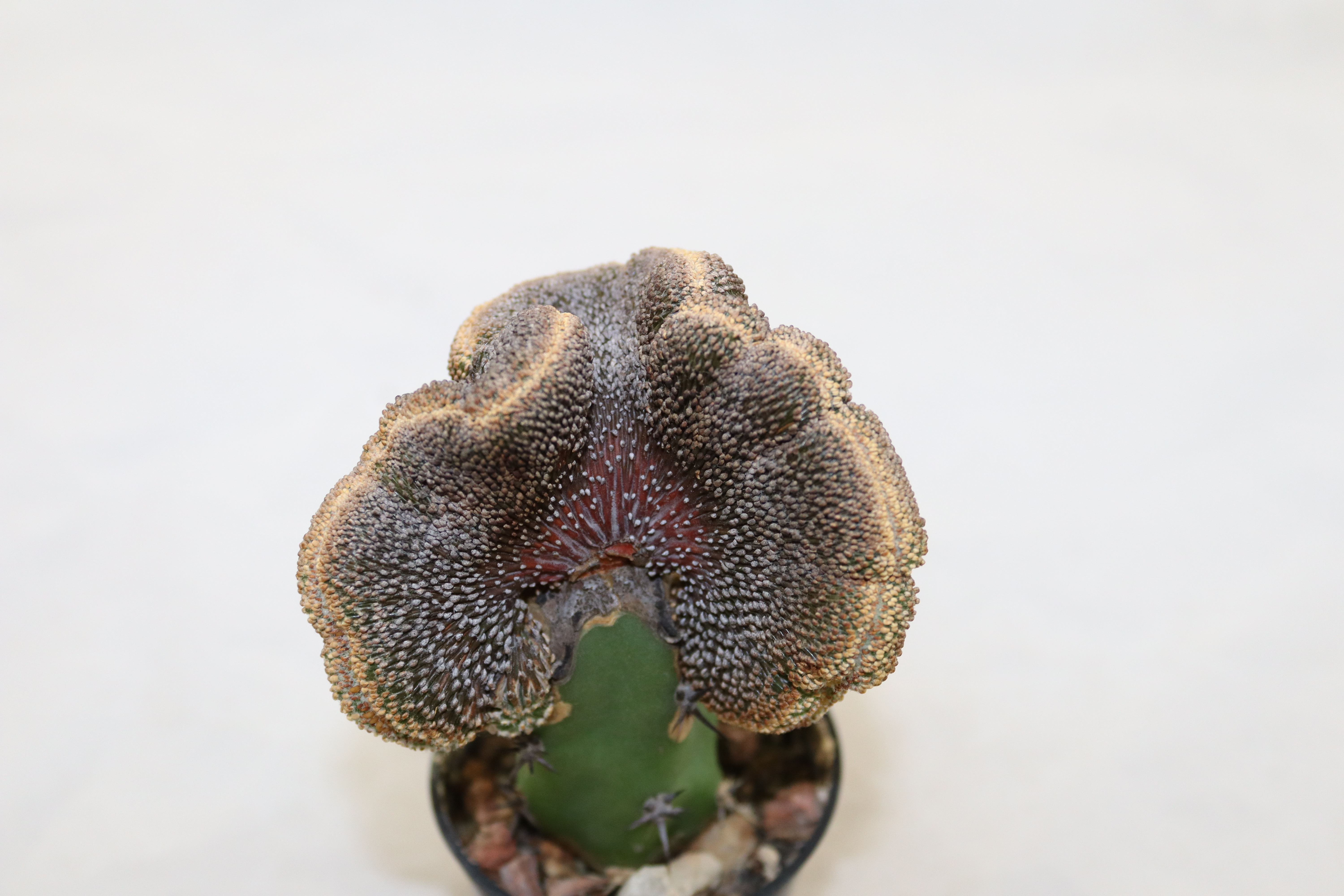 Geohintonia mexicana Cristata BIG = 7,3 cm 