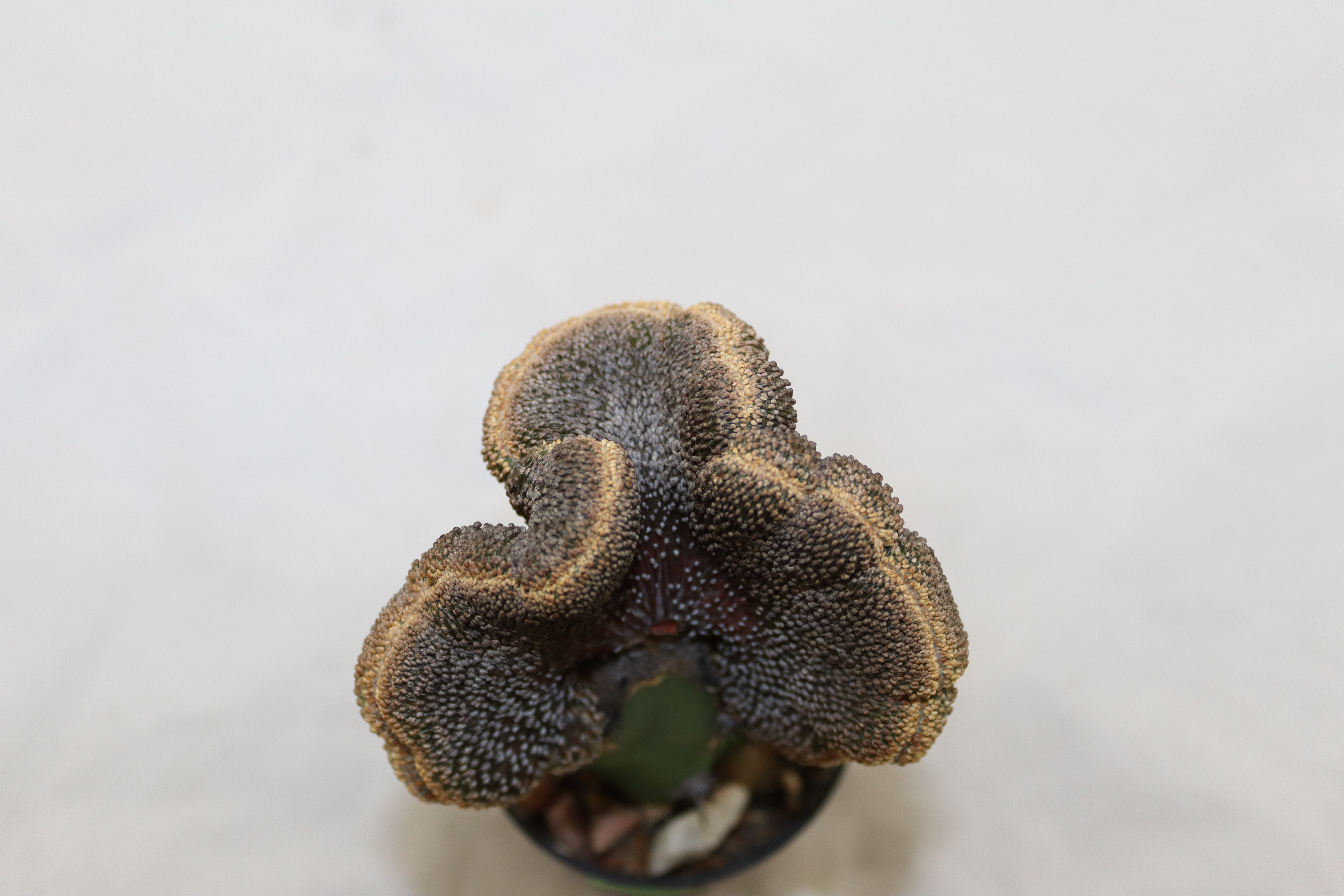 Geohintonia mexicana Cristata BIG = 7,3 cm  (3)
