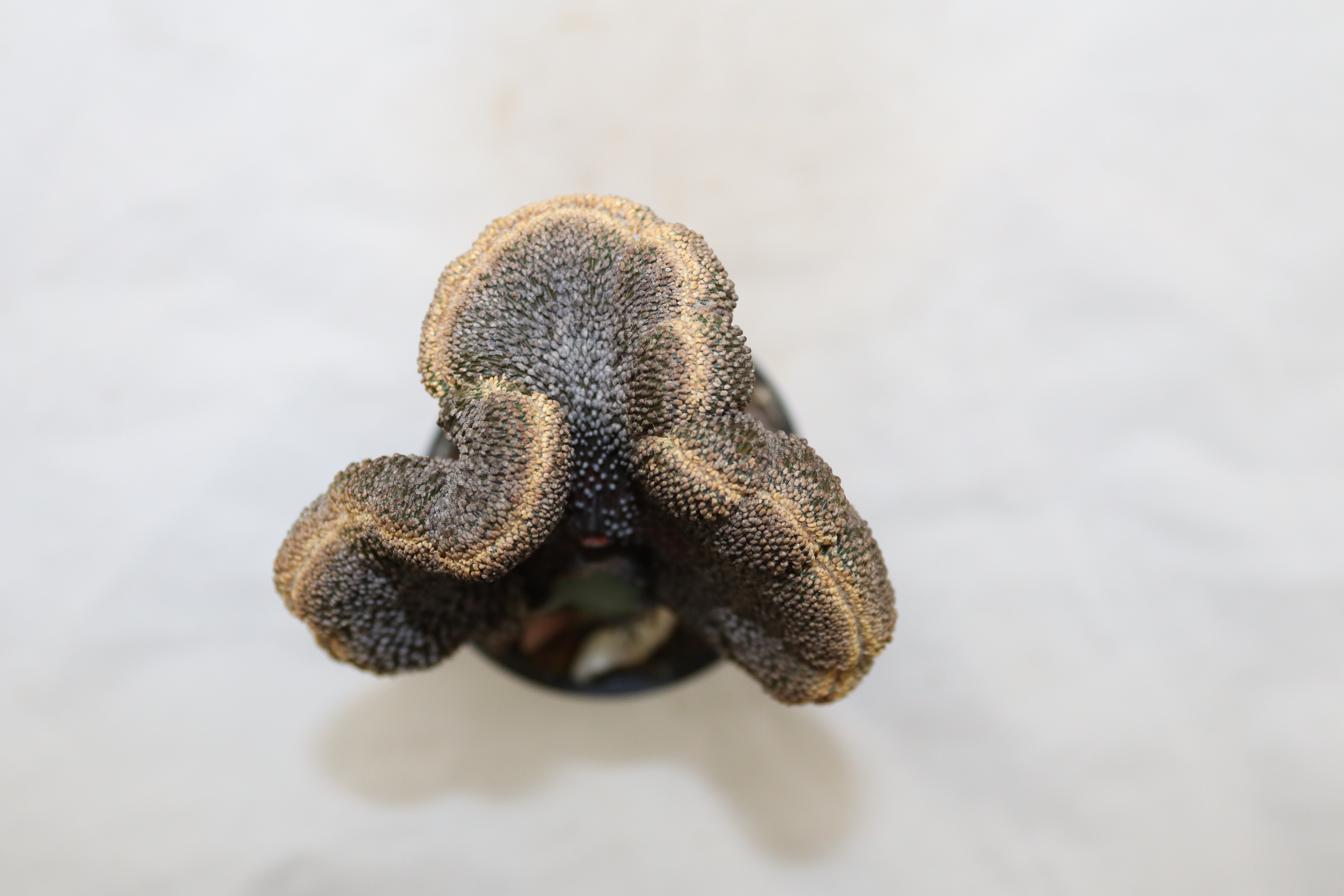 Geohintonia mexicana Cristata BIG = 7,3 cm  (4)