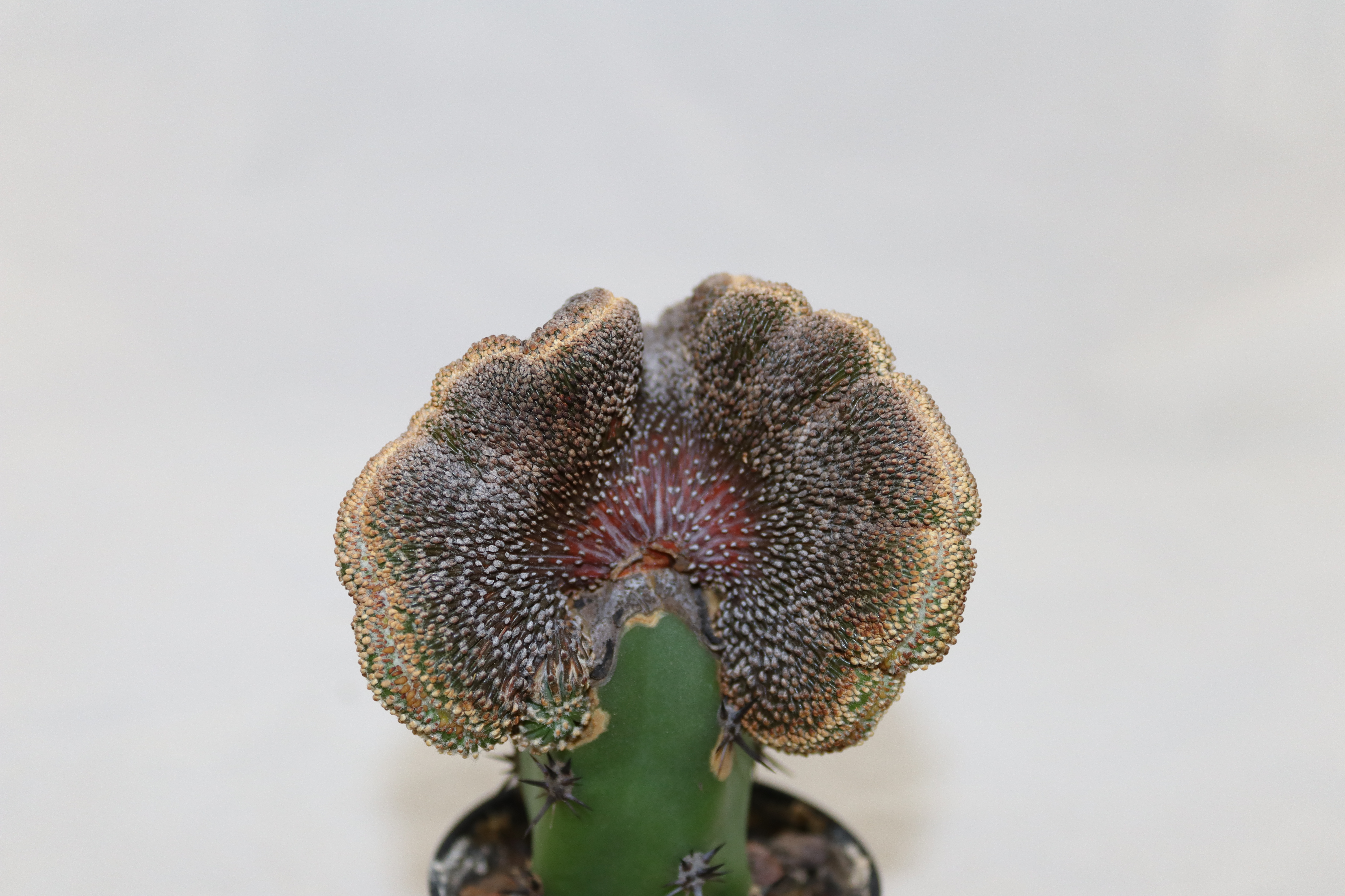Geohintonia mexicana Cristata BIG = 7,3 cm  (2)
