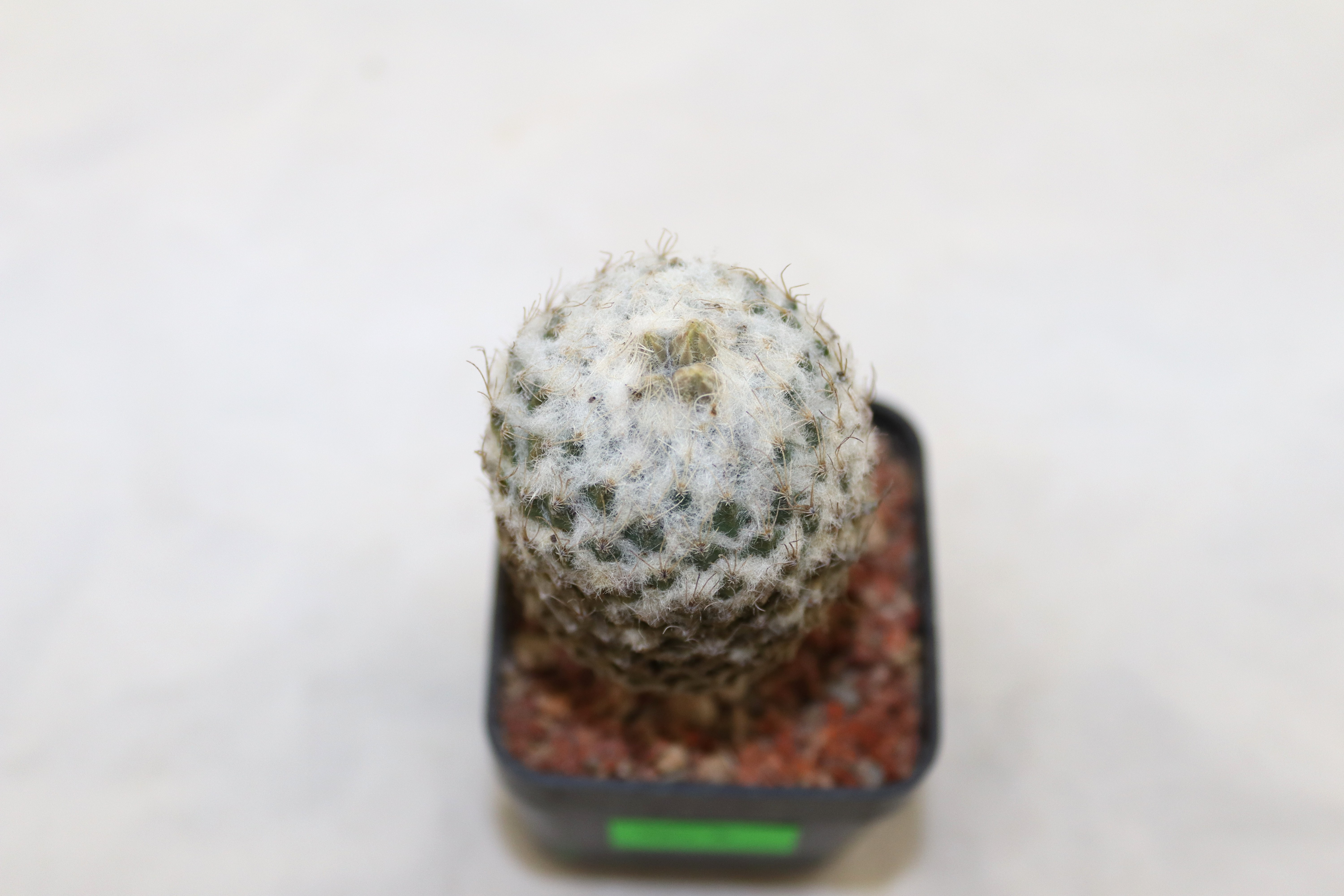 Pelecyphora strobiliformis (3)