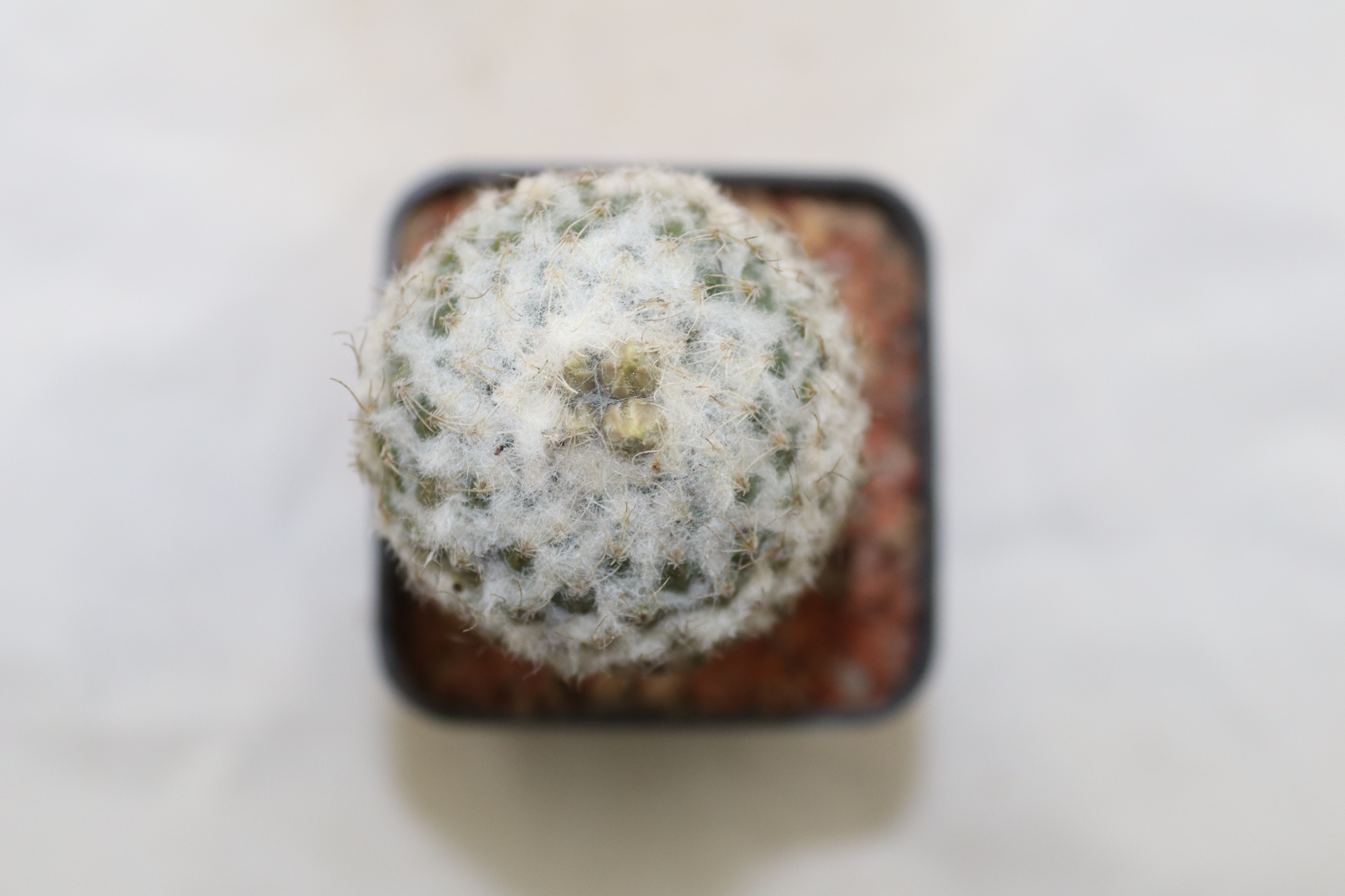 Pelecyphora strobiliformis (4)