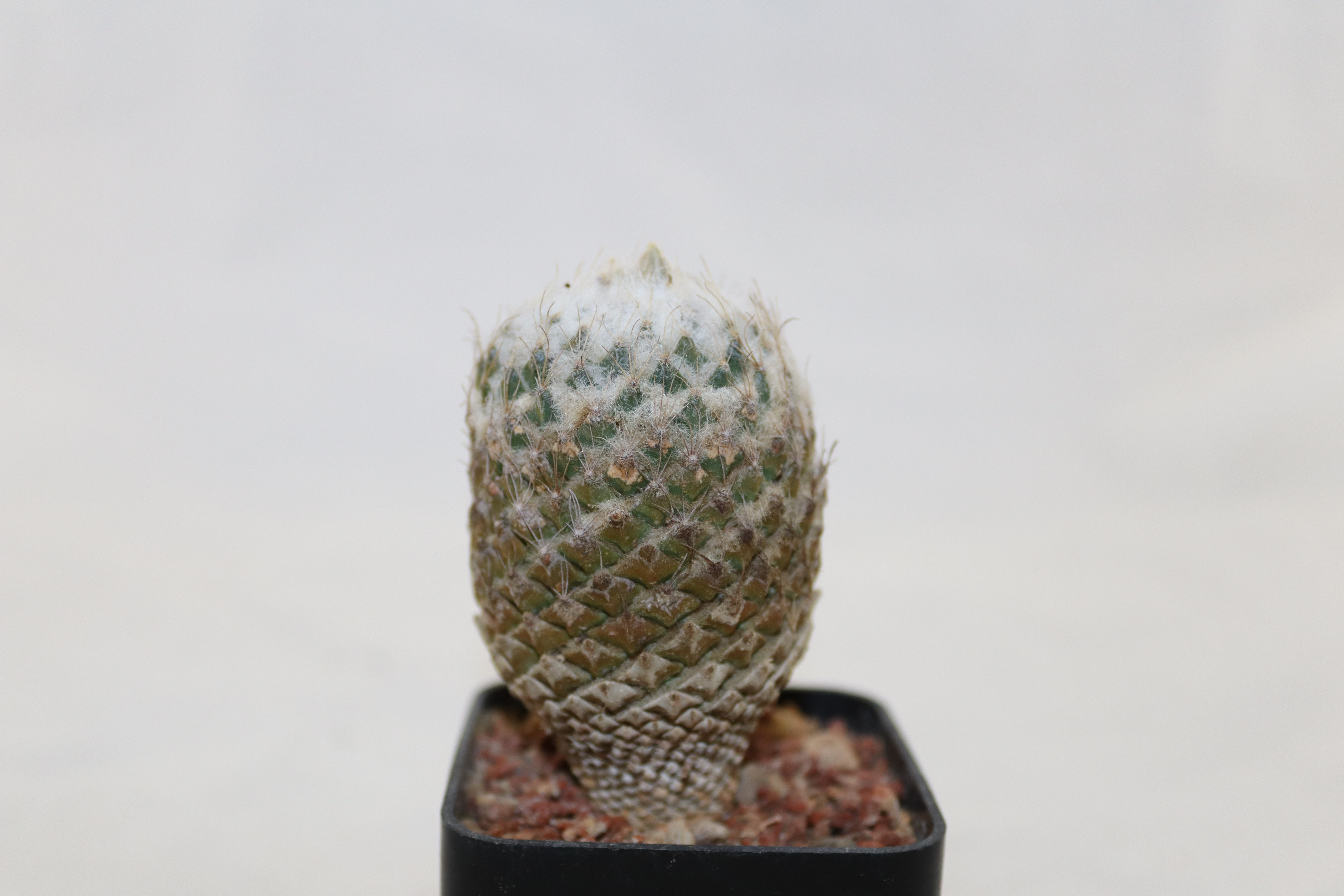 Pelecyphora strobiliformis