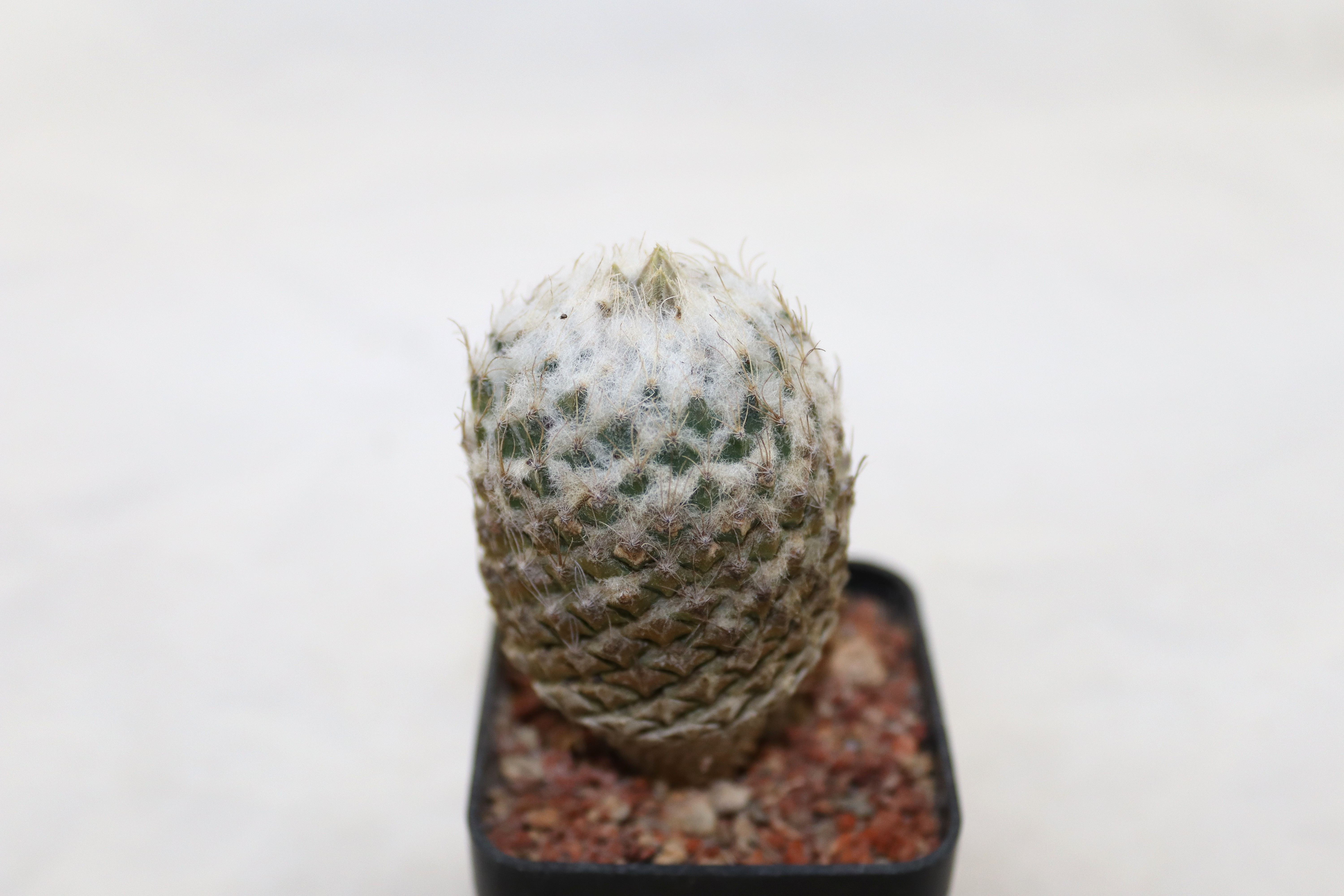 Pelecyphora strobiliformis (2)