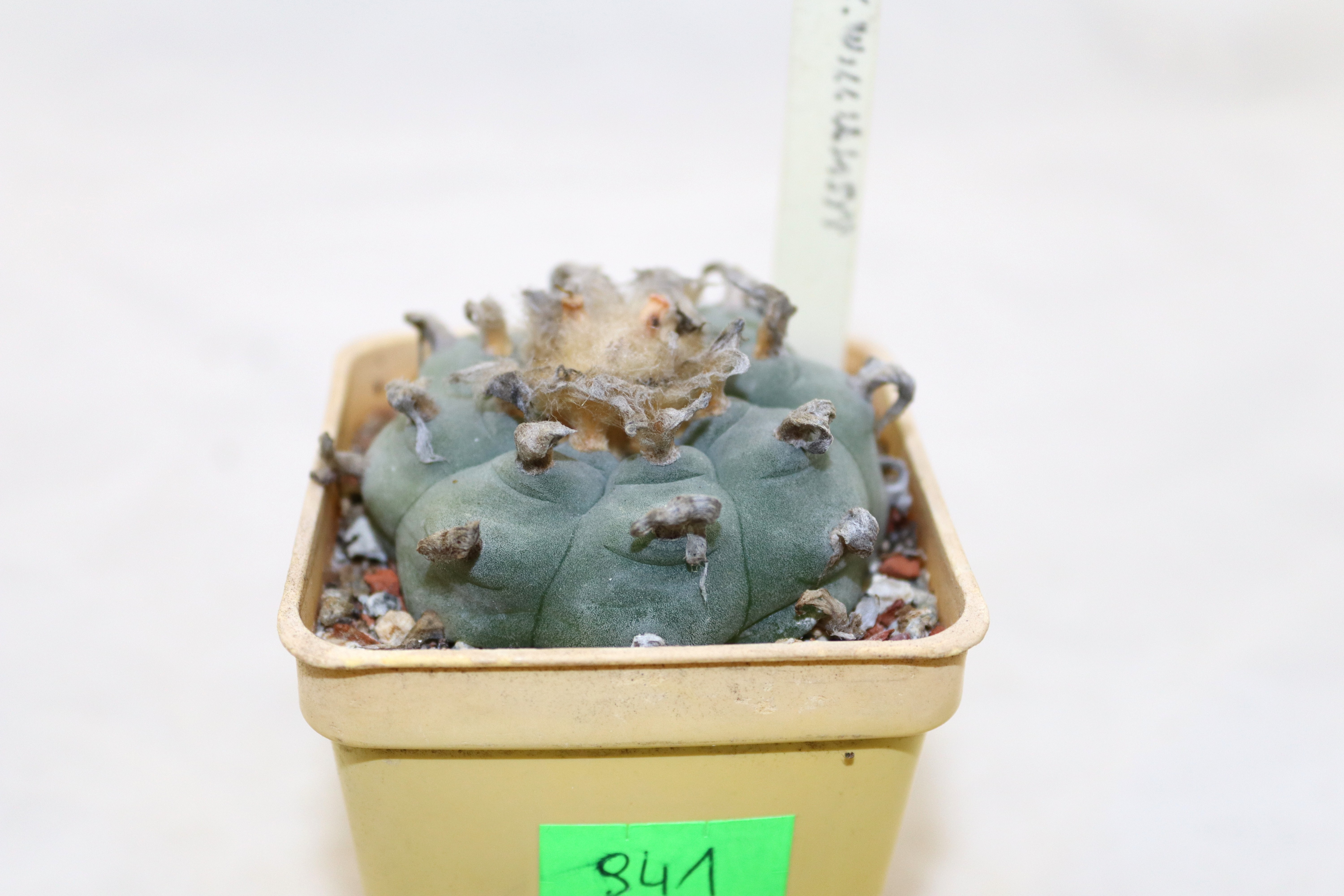 Lophophora williamsii