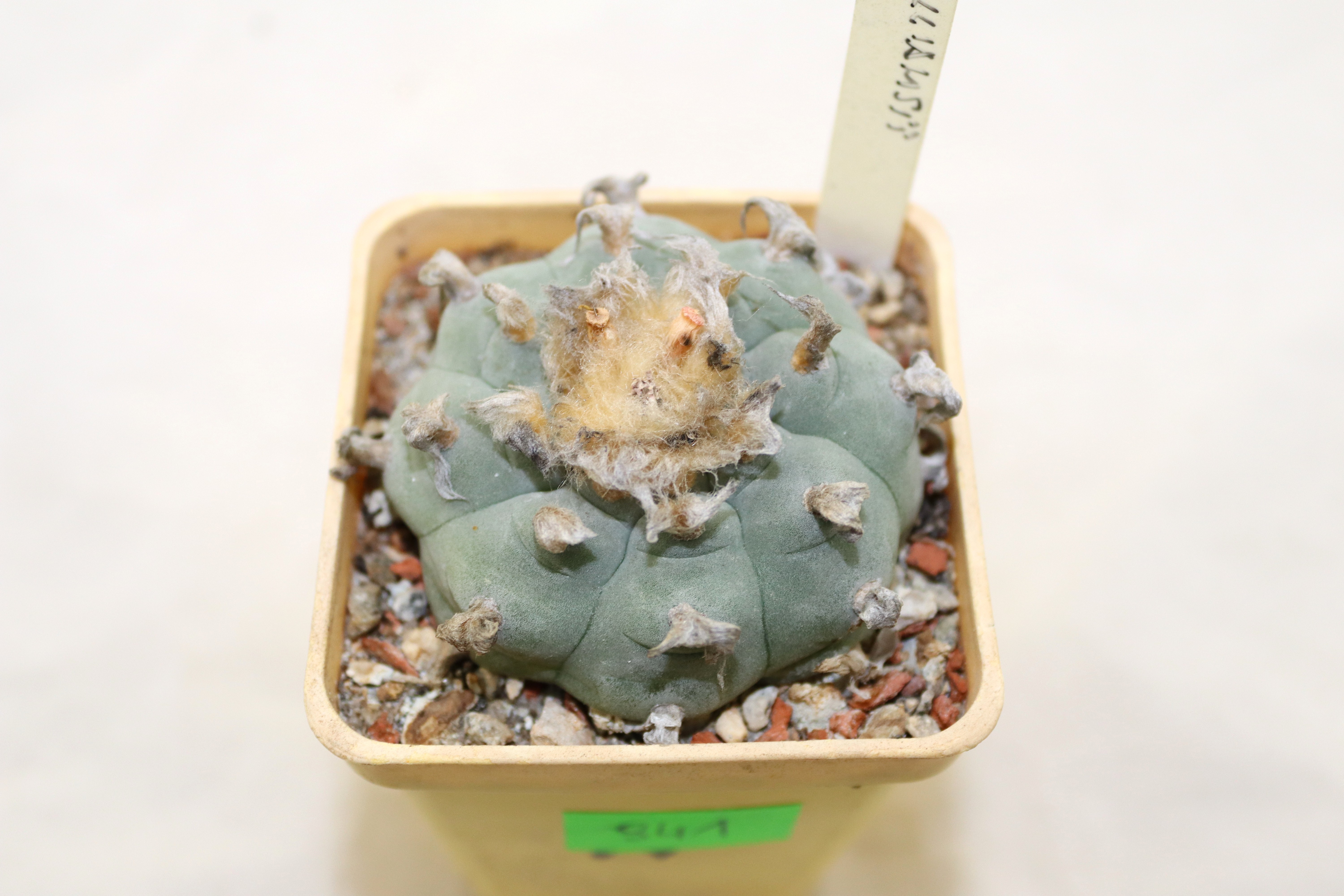 Lophophora williamsii (2)