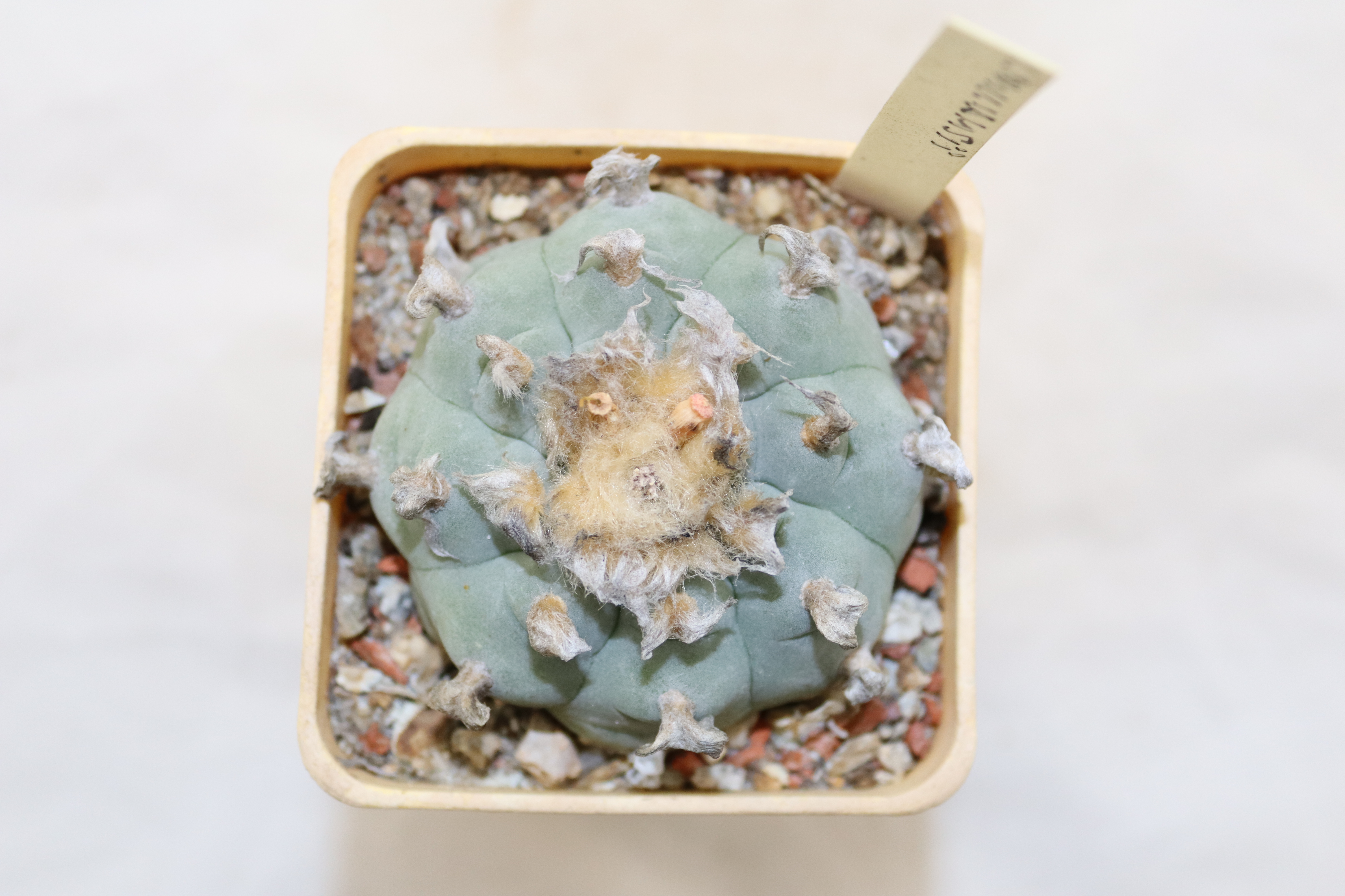 Lophophora williamsii (3)
