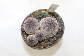 Sulcorebutia rauschii JO 642