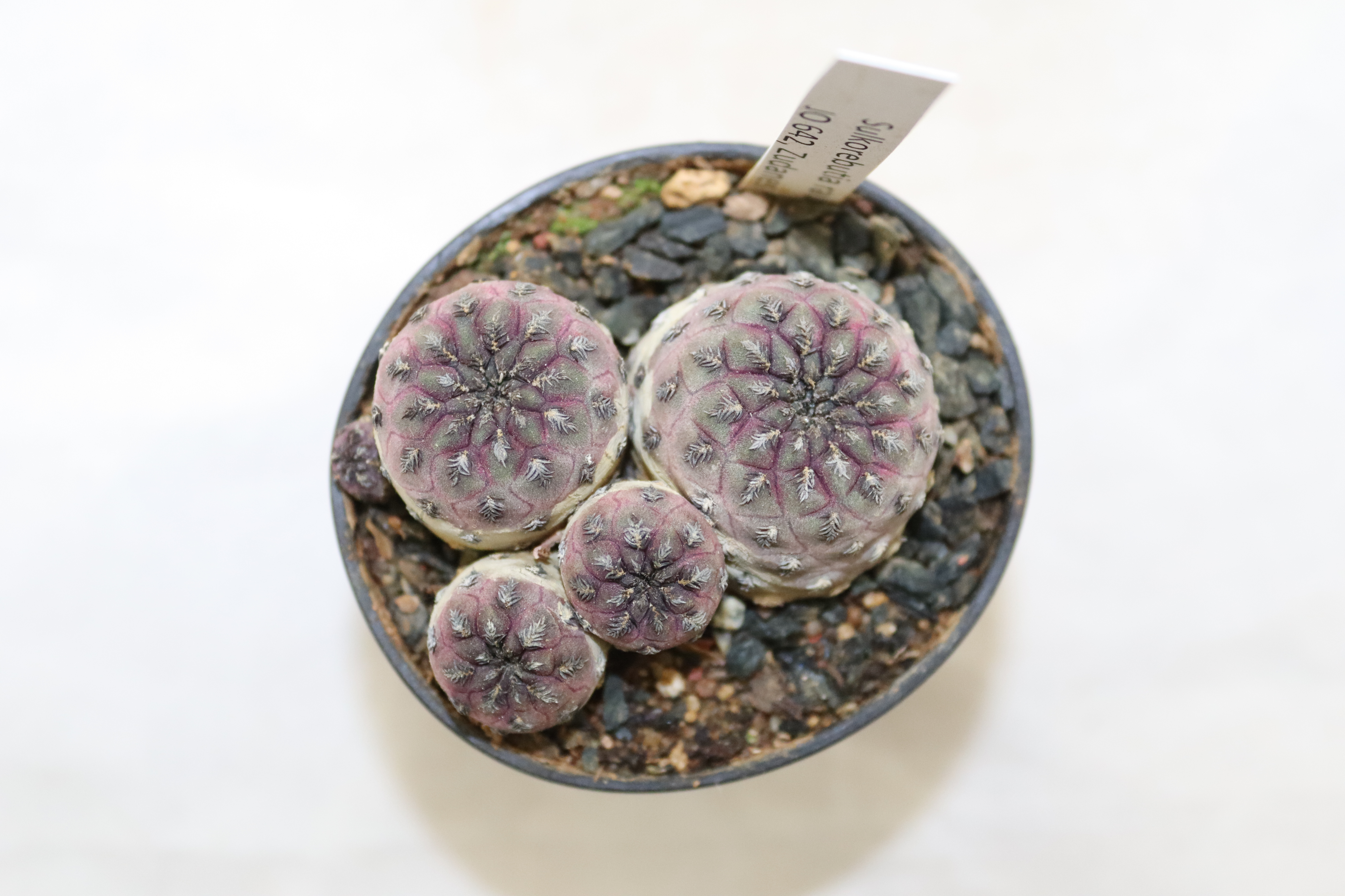 Sulcorebutia rauschii JO 642