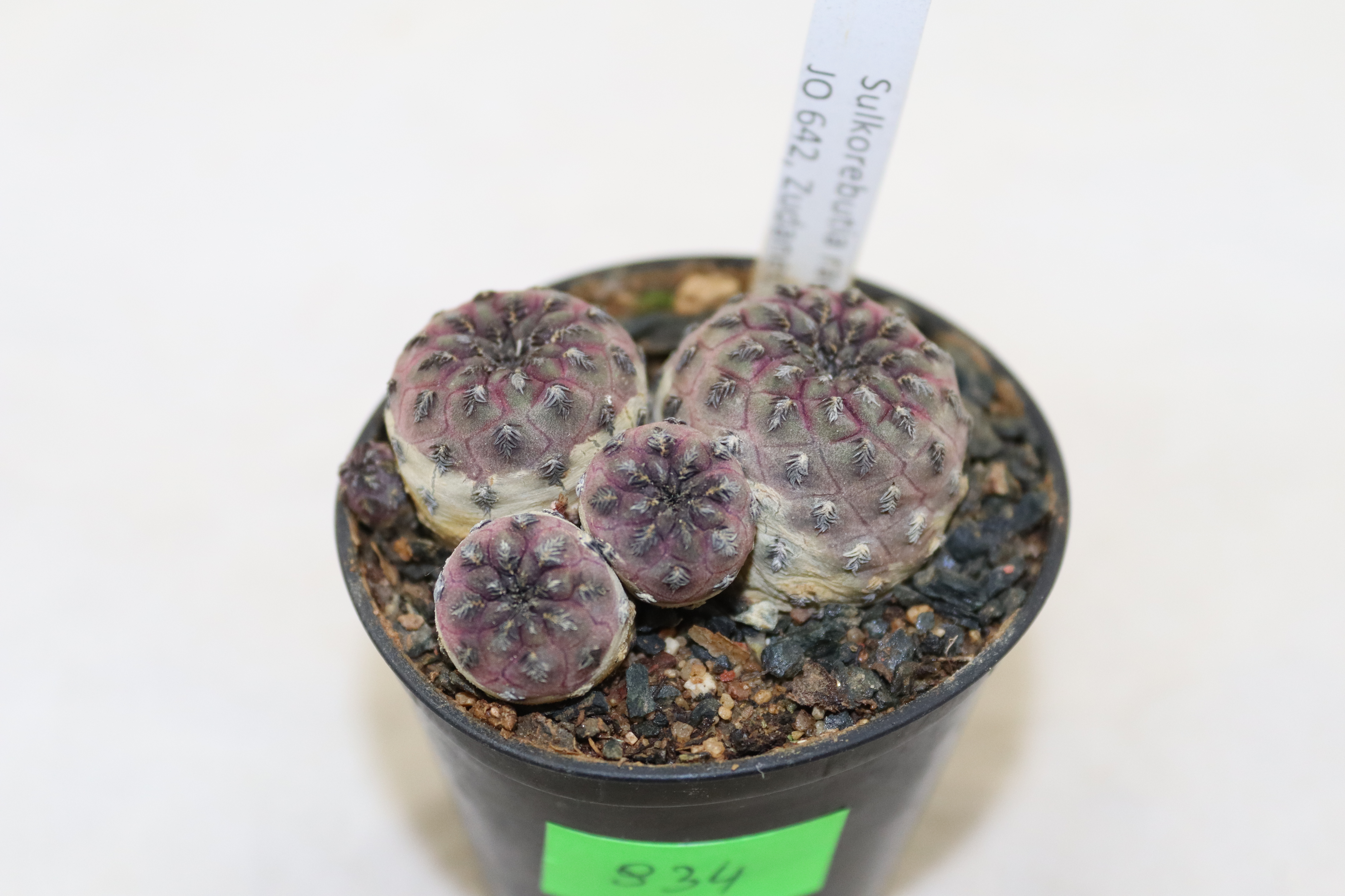 Sulcorebutia rauschii JO 642 (2)