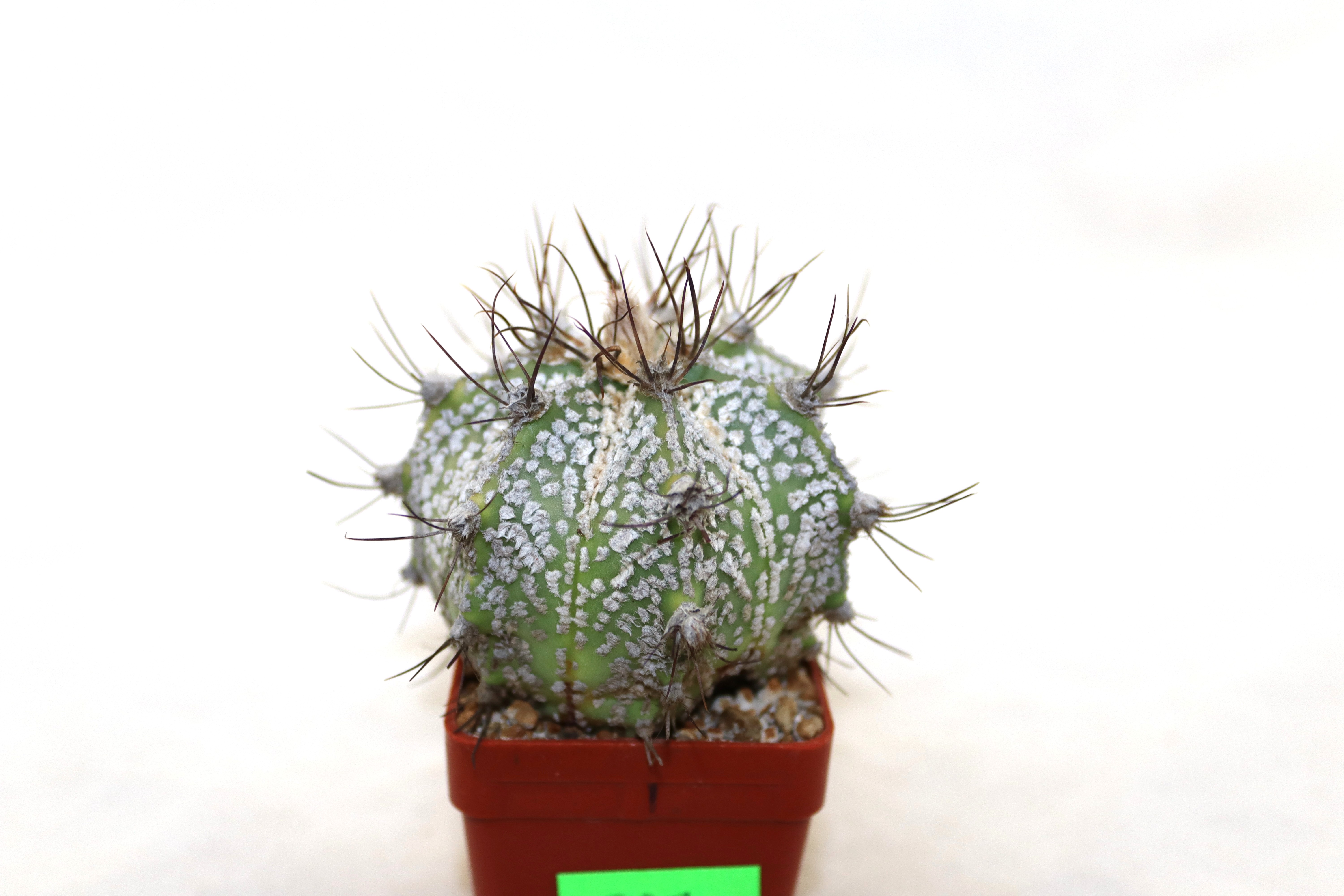 Astrophytum asterias superkabuto hybride  (3)