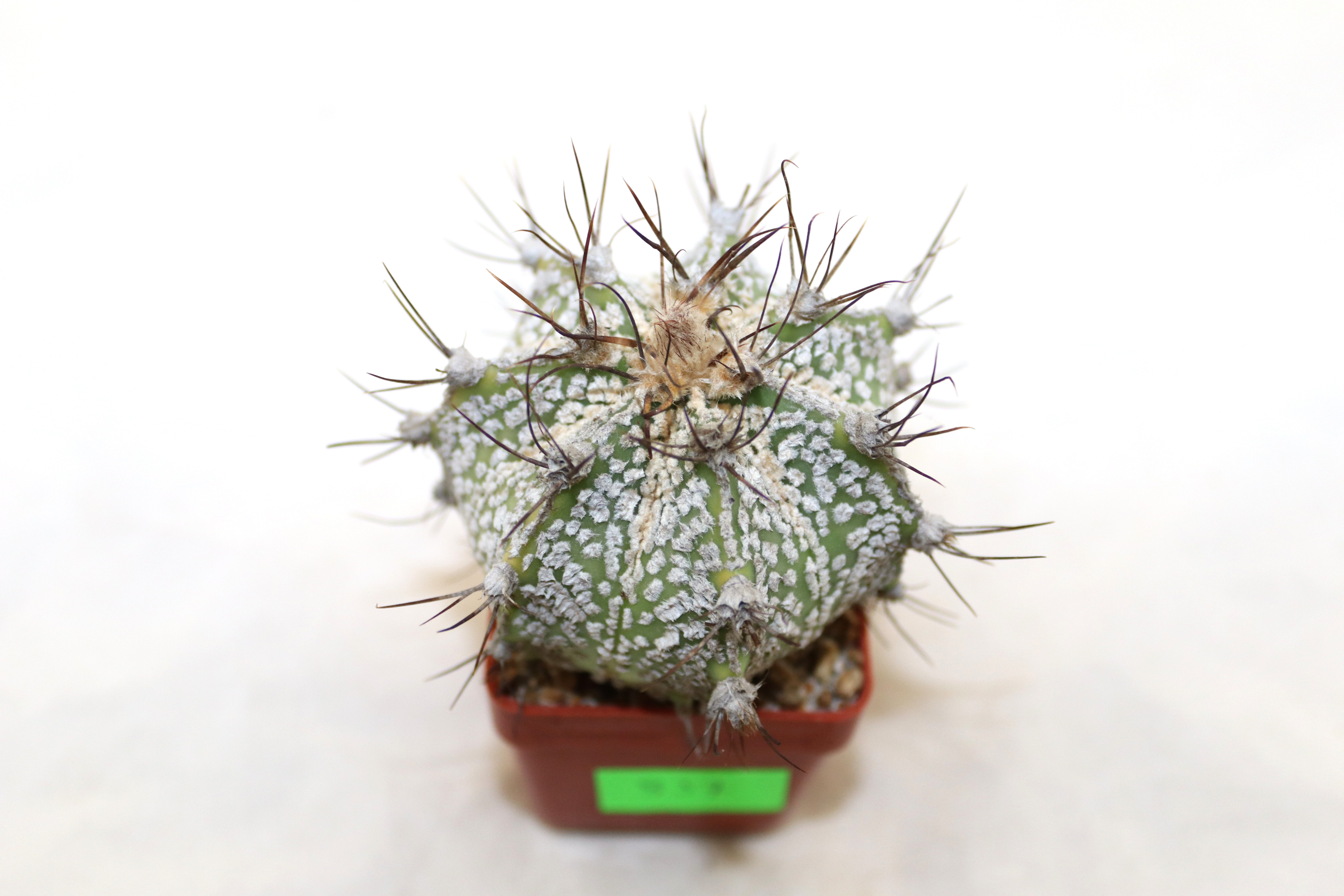 Astrophytum asterias superkabuto hybride  (1)