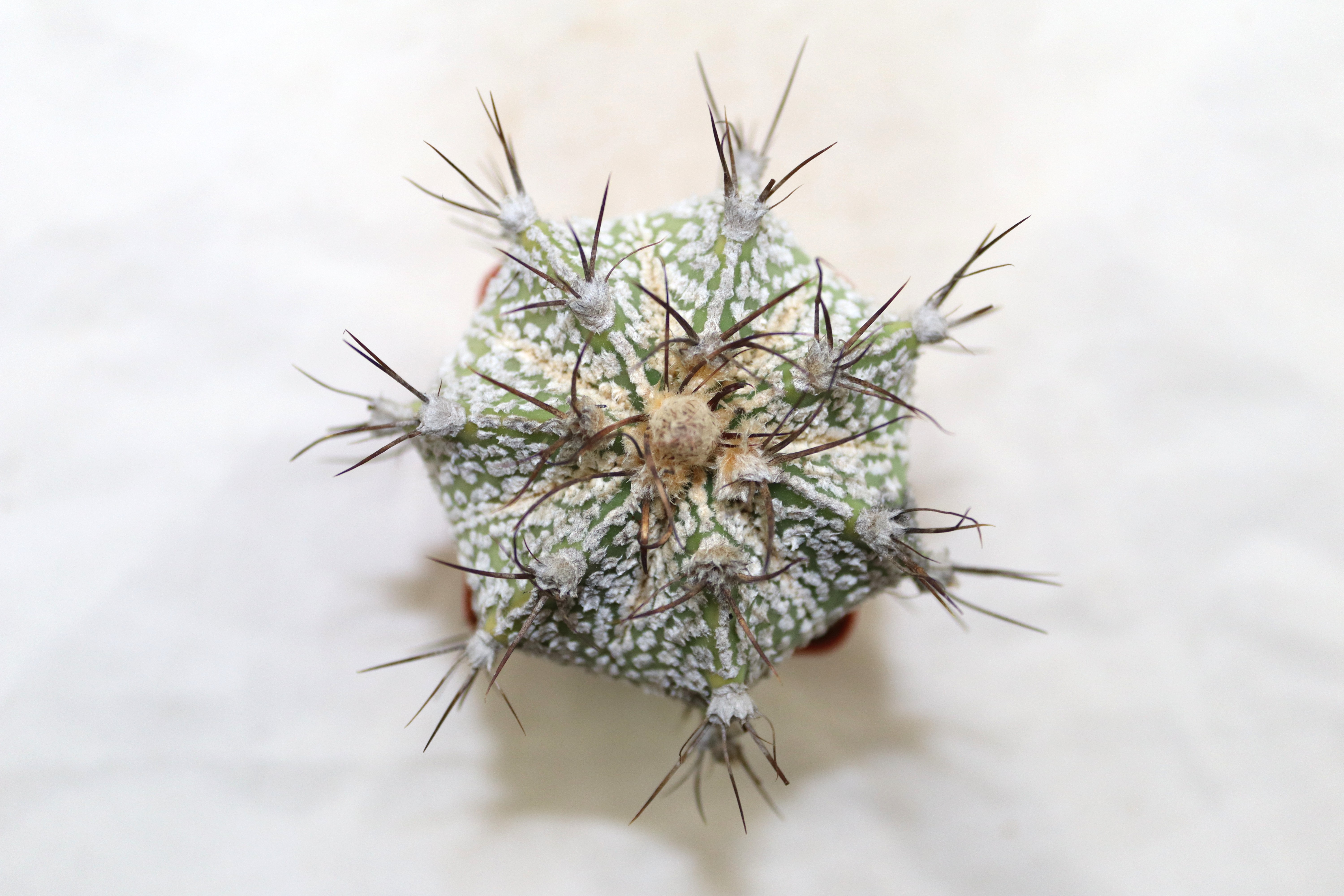 Astrophytum asterias superkabuto hybride  (2)