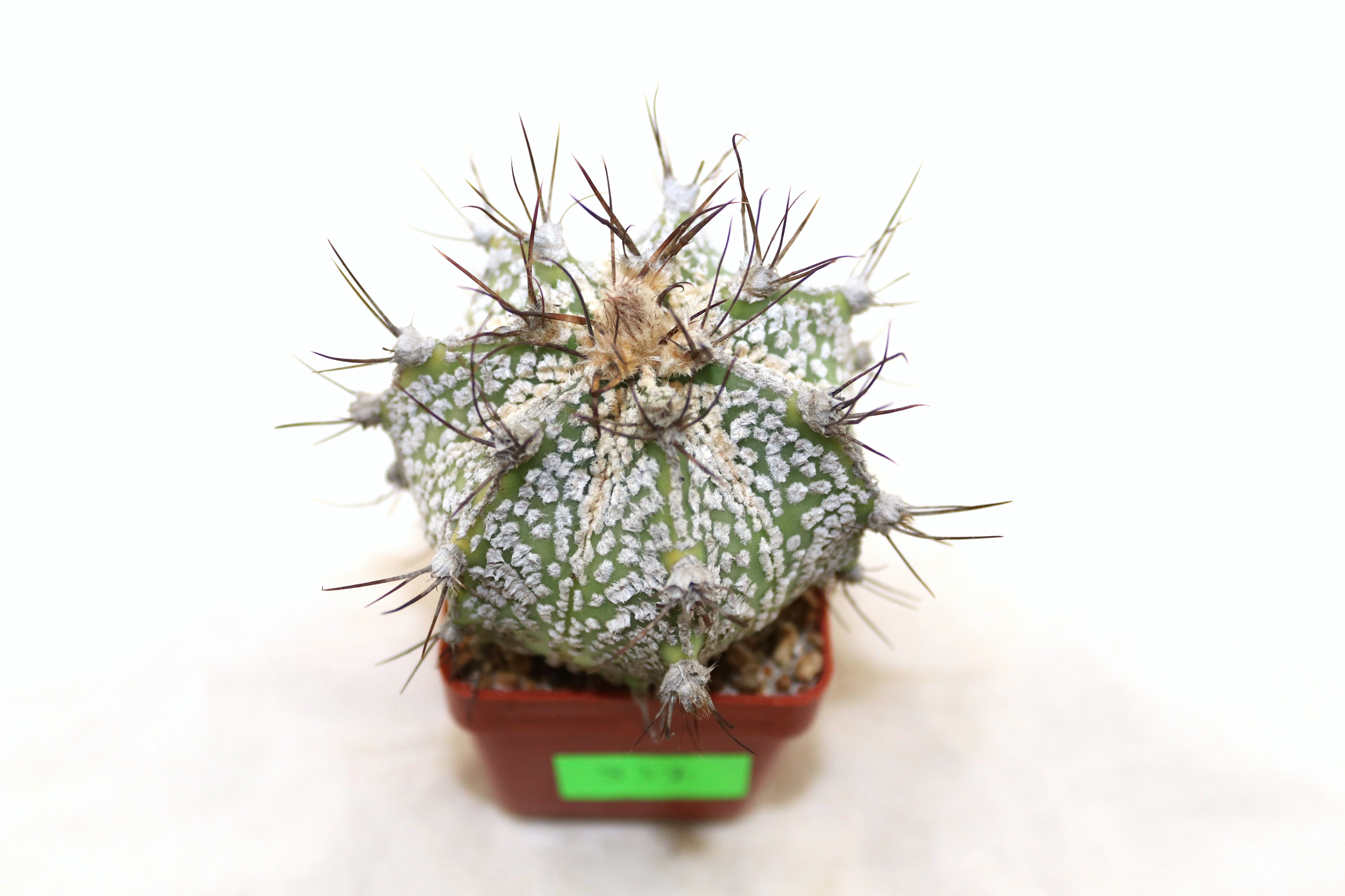 Astrophytum asterias superkabuto hybride  (4)