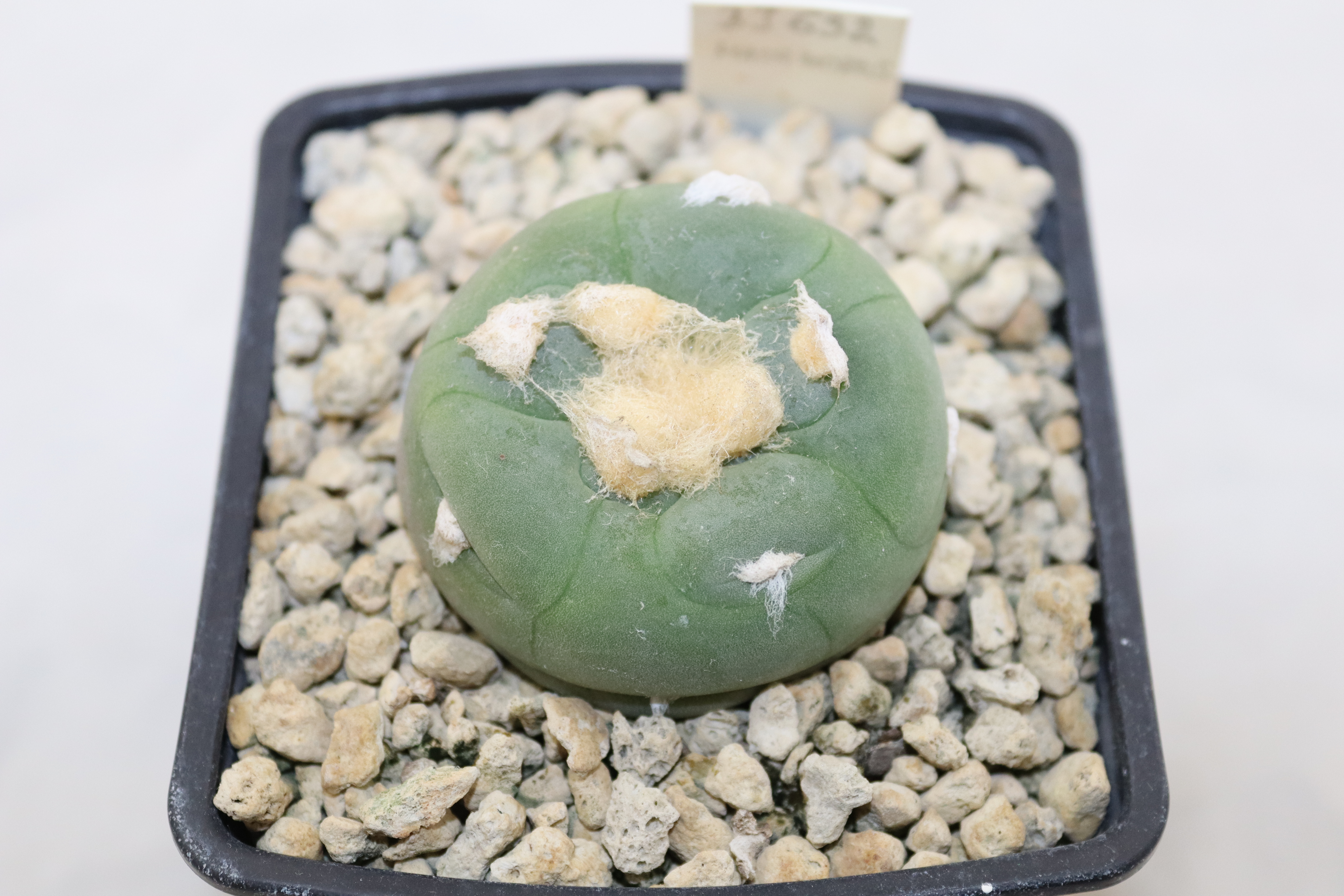Lophophora Alberto-Vojtechii BJ 632 = 20 Years  (2)