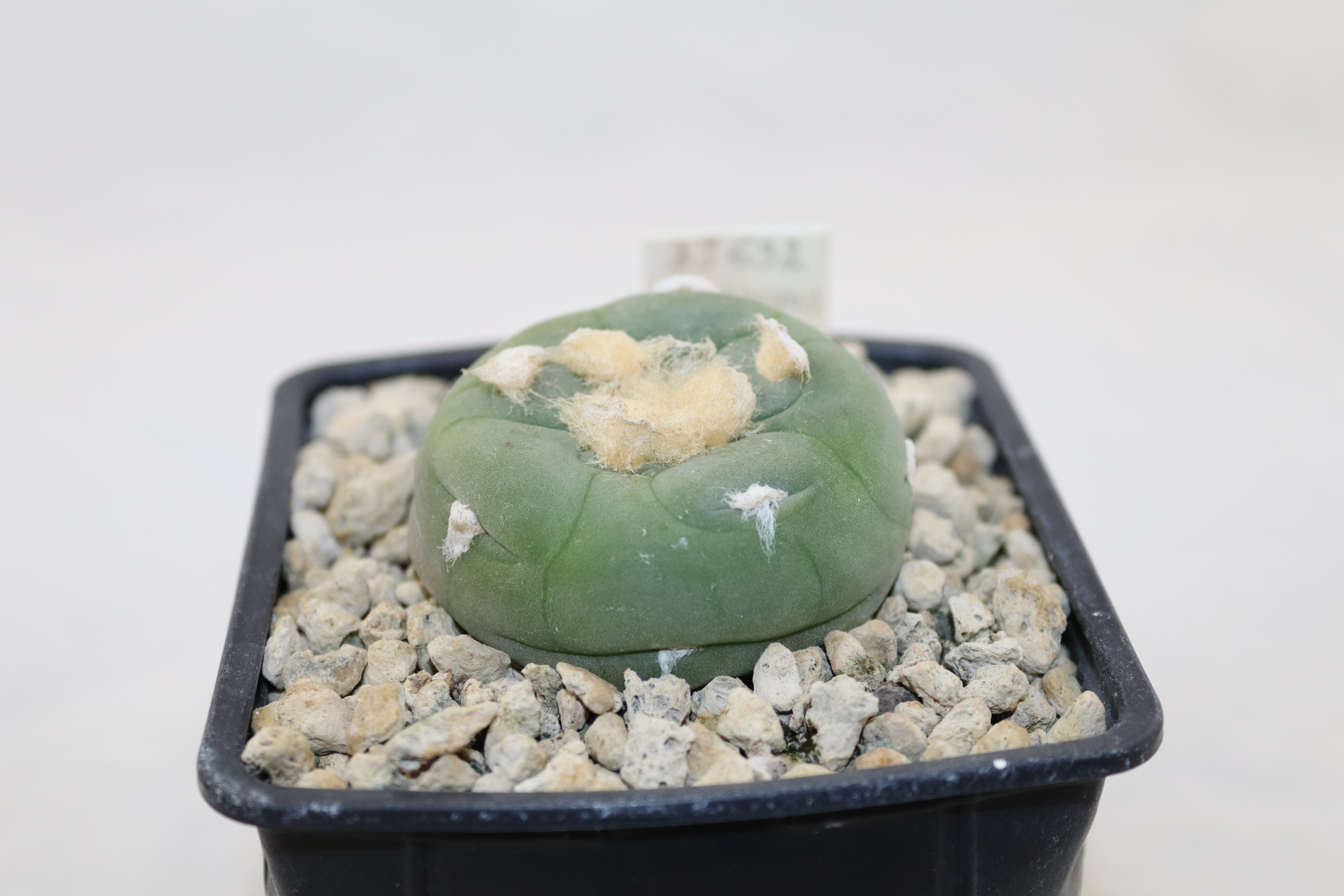 Lophophora Alberto-Vojtechii BJ 632 = 20 Years  (3)
