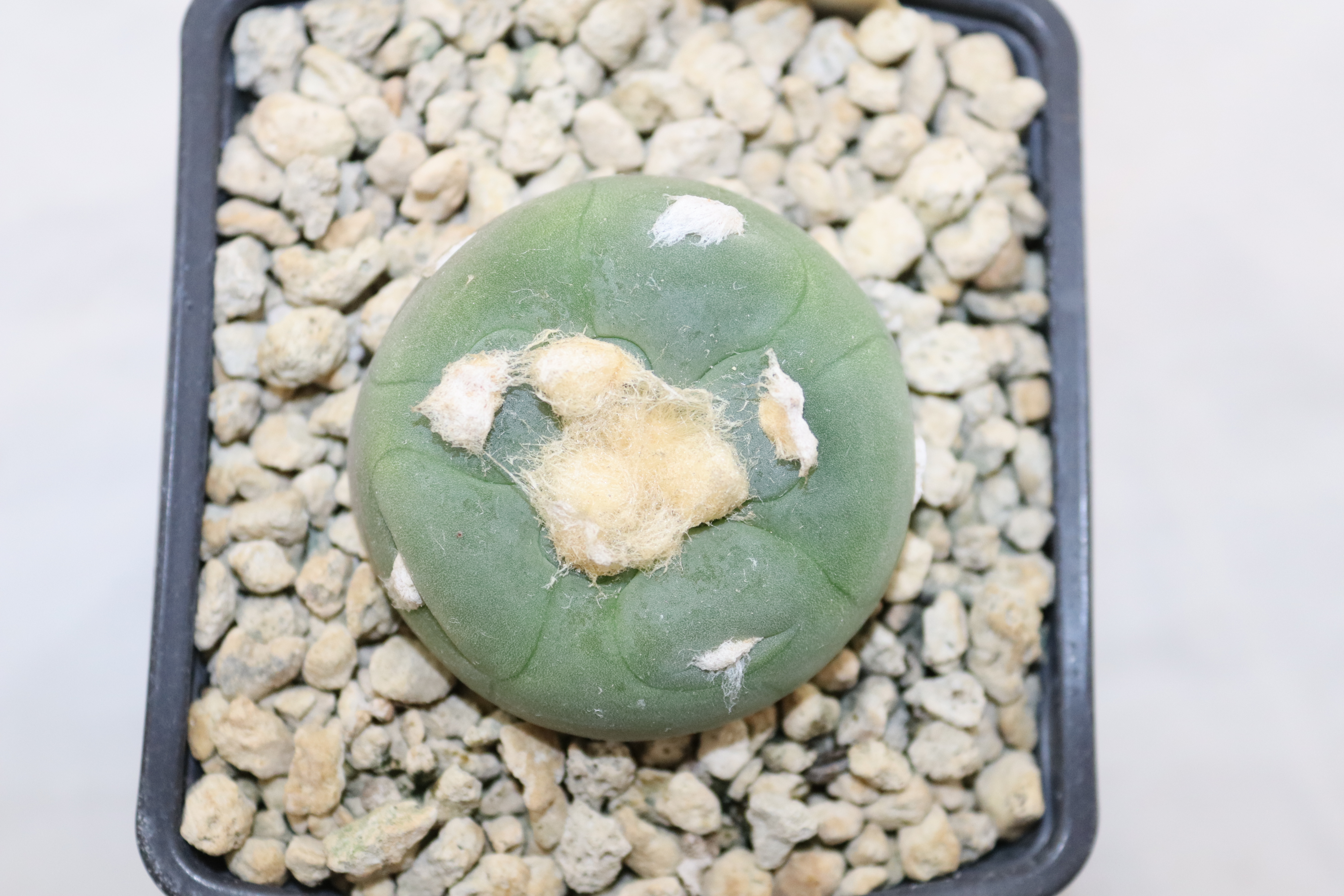 Lophophora Alberto-Vojtechii BJ 632 = 20 Years  (1)
