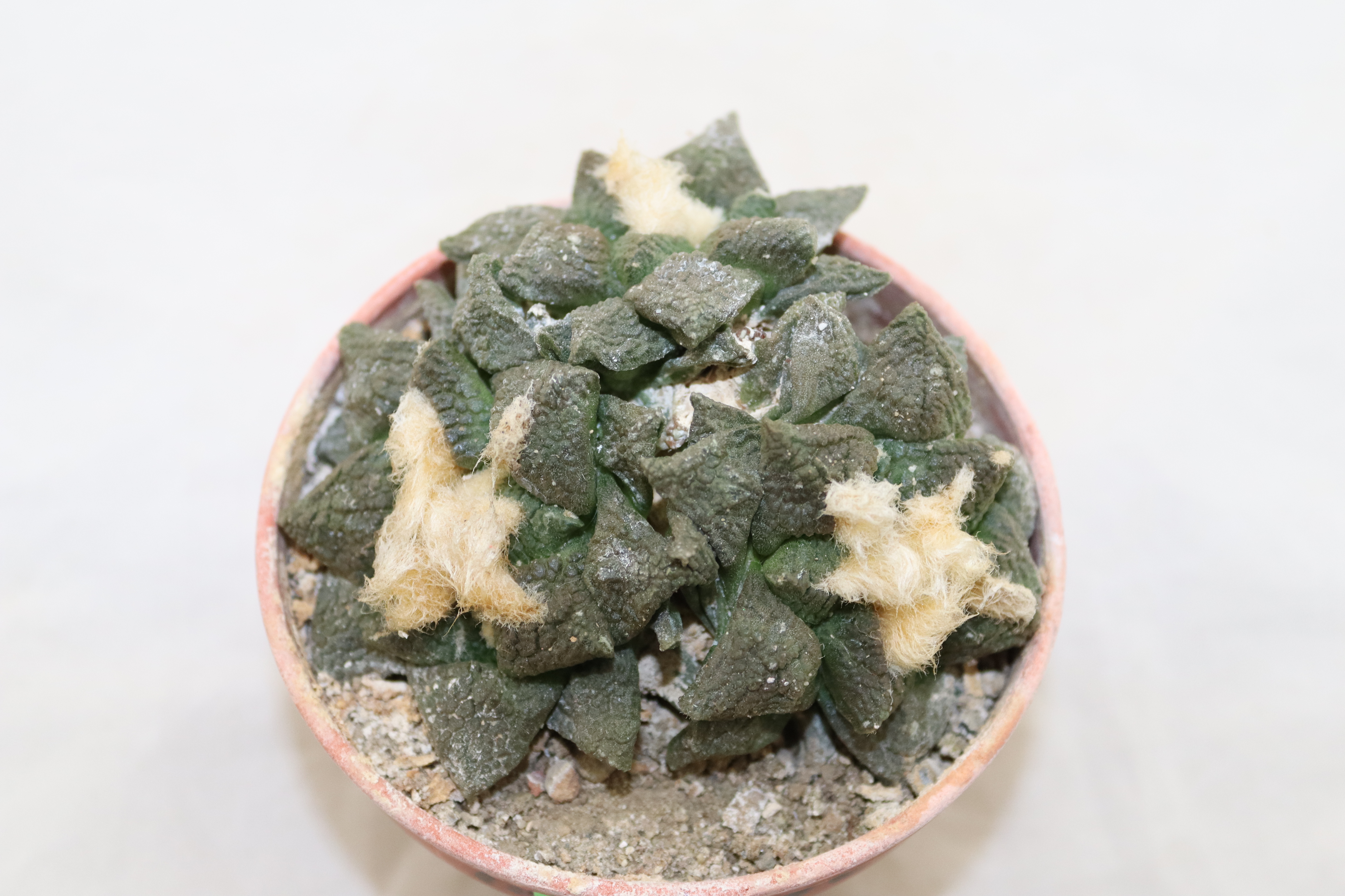 Ariocarpus fissuratus intermedius (2)