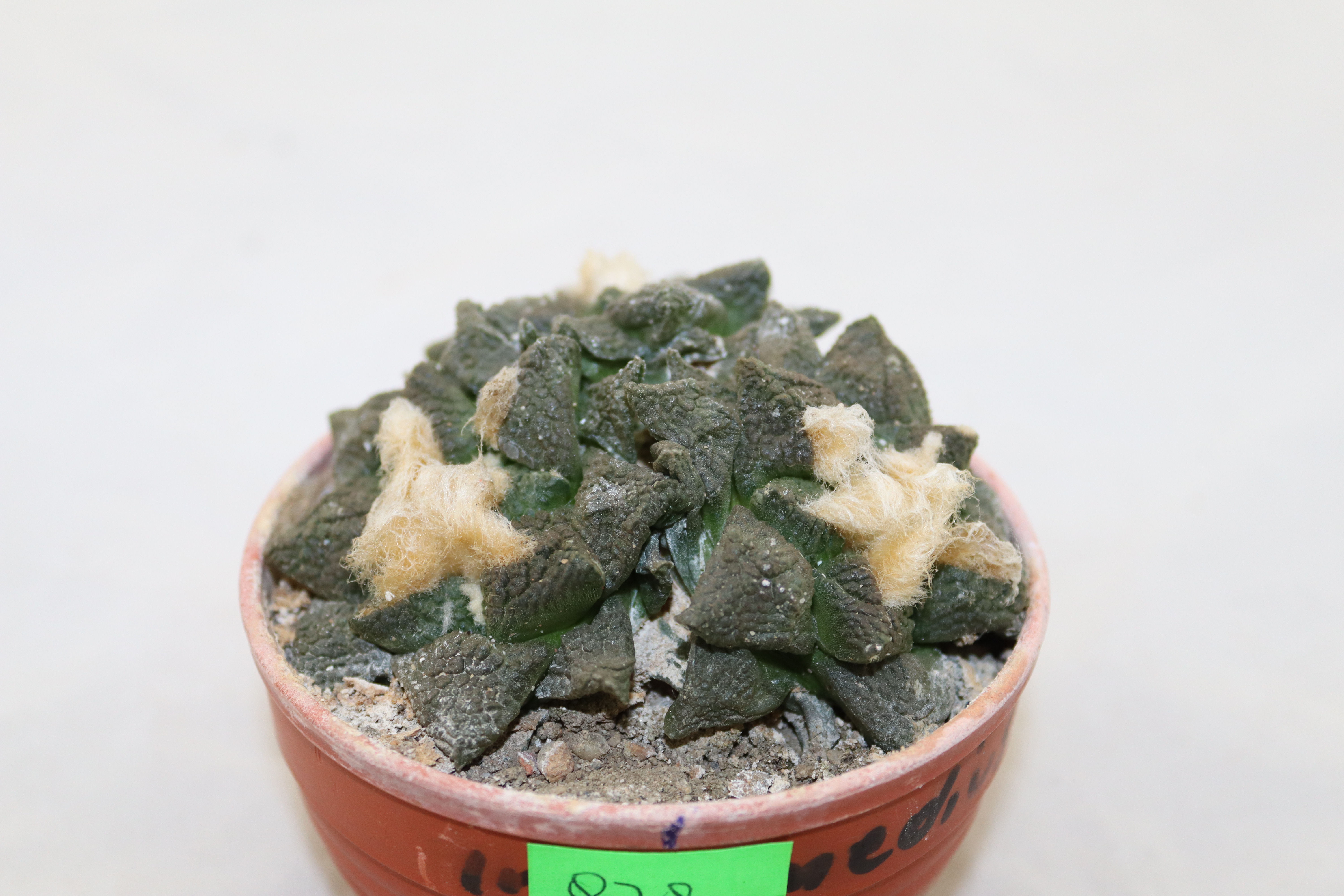 Ariocarpus fissuratus intermedius (3)