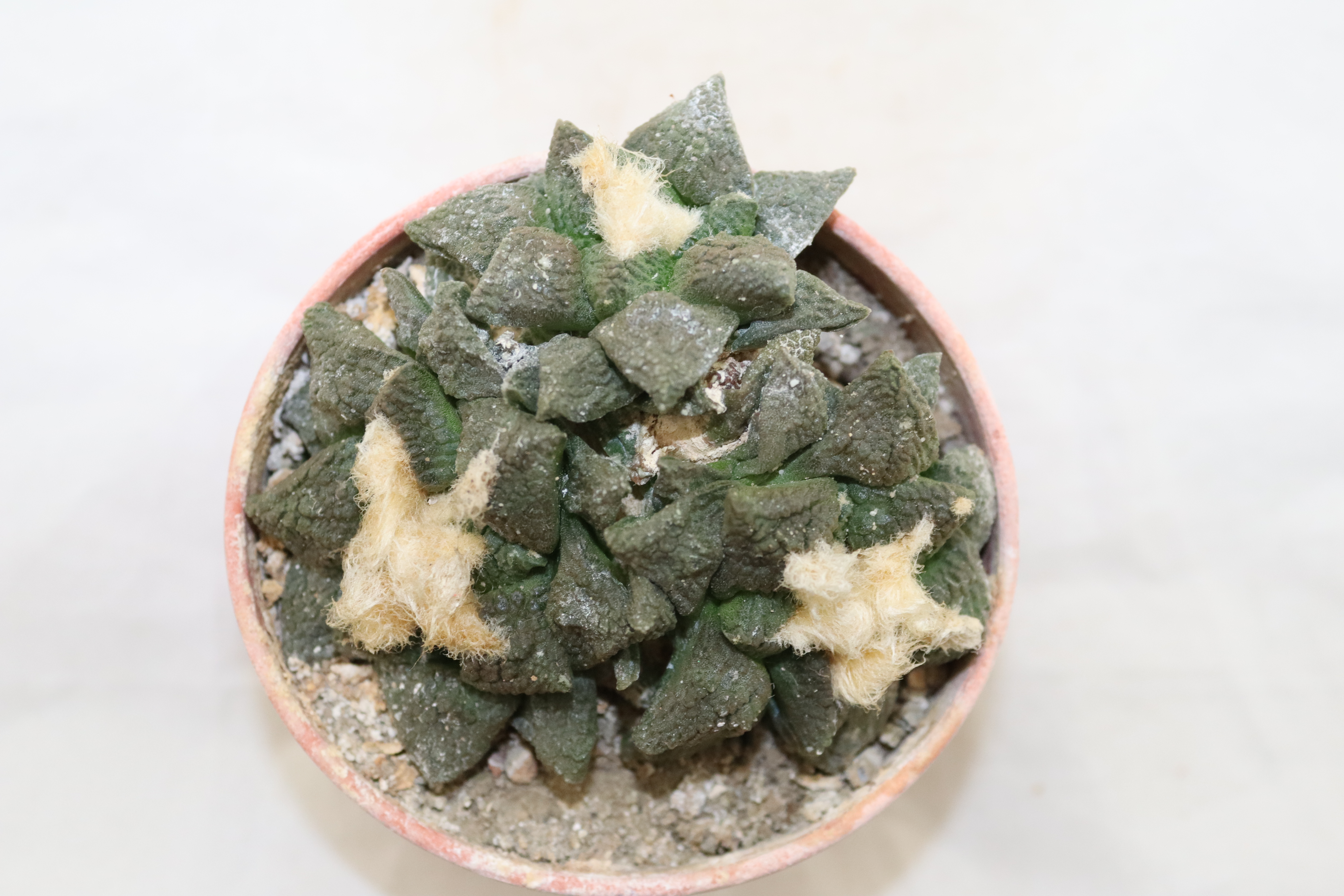 Ariocarpus fissuratus intermedius (1)