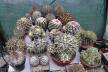 2026 - NEW Special Offer - Plants available for sale/To choose from (1)
