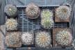 2026 - NEW Special Offer - Plants available for sale/To choose from (2)