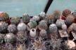 2026 - NEW Special Offer - Plants available for sale/To choose from (5)
