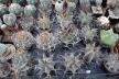 2026 - NEW Special Offer - Plants available for sale/To choose from (6)