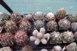 2026 - NEW Special Offer - Plants available for sale/To choose from (7)