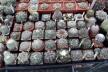 2026 - NEW Special Offer - Plants available for sale/To choose from (8)
