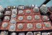 2026 - NEW Special Offer - Plants available for sale/To choose from (9)