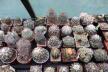 2026 - NEW Special Offer - Plants available for sale/To choose from (10)