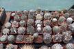 2026 - NEW Special Offer - Plants available for sale/To choose from (11)