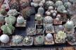 2026 - NEW Special Offer - Plants available for sale/To choose from (14)