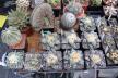 2026 - NEW Special Offer - Plants available for sale/To choose from (15)