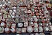 2026 - NEW Special Offer - Plants available for sale/To choose from (18)