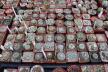 2026 - NEW Special Offer - Plants available for sale/To choose from (21)