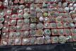 2026 - NEW Special Offer - Plants available for sale/To choose from (26)