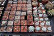 2026 - NEW Special Offer - Plants available for sale/To choose from (29)