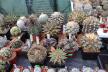 2026 - NEW Special Offer - Plants available for sale/To choose from (30)