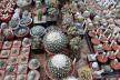 2026 - NEW Special Offer - Plants available for sale/To choose from (34)