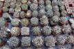 2026 - NEW Special Offer - Plants available for sale/To choose from (35)