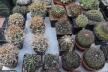 2026 - NEW Special Offer - Plants available for sale/To choose from (36)