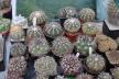 2026 - NEW Special Offer - Plants available for sale/To choose from (37)