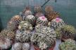 2026 - NEW Special Offer - Plants available for sale/To choose from (81)