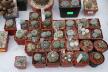 2026 - NEW Special Offer - Plants available for sale/To choose from (38)