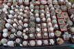 2026 - NEW Special Offer - Plants available for sale/To choose from (40)