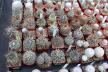 2026 - NEW Special Offer - Plants available for sale/To choose from (41)