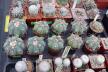 2026 - NEW Special Offer - Plants available for sale/To choose from (43)